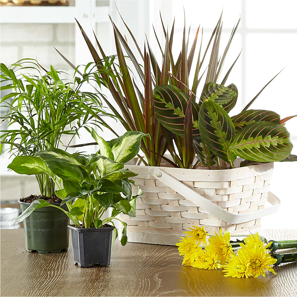 Florist Designed Blooming and Green Plants in a Basket – THE FLOWER PLACE, Bradenton FL