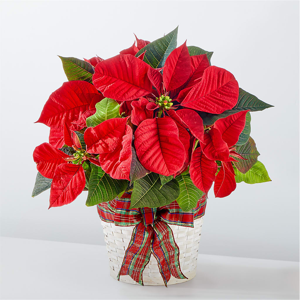 Happiest Holidays Poinsettia – THE FLOWER PLACE, Bradenton FL