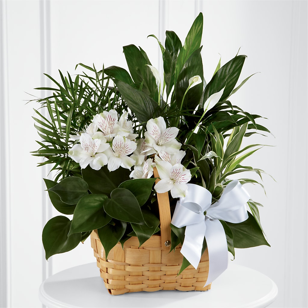 Peace & Serenity Dishgarden – The Flower Place, Bradenton FL