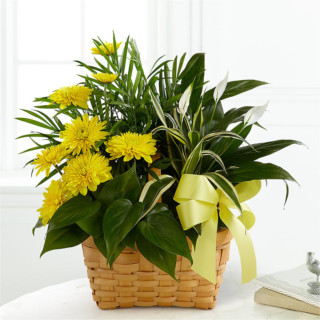 Loving Light Dishgarden – THE FLOWER PLACE, Bradenton FL