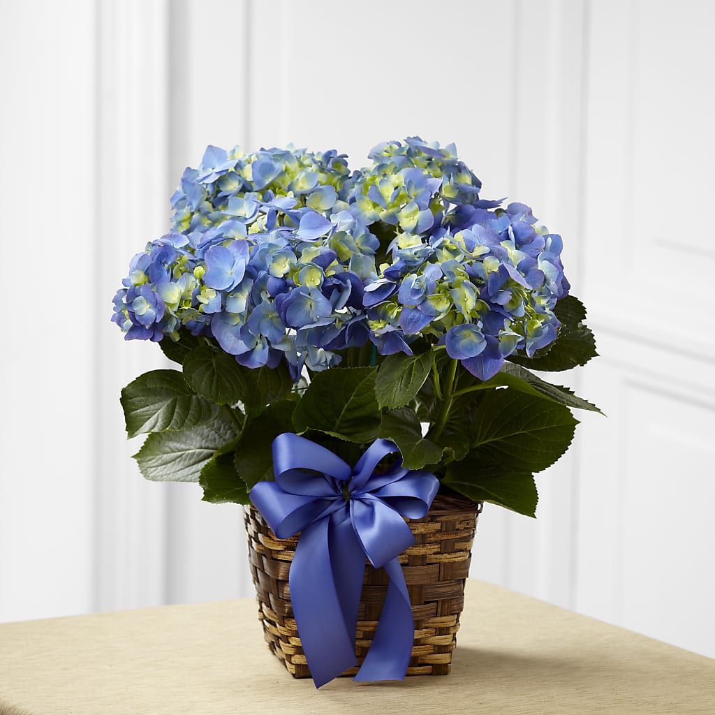 Blue Hydrangea Planter – The Flower Place, Bradenton FL