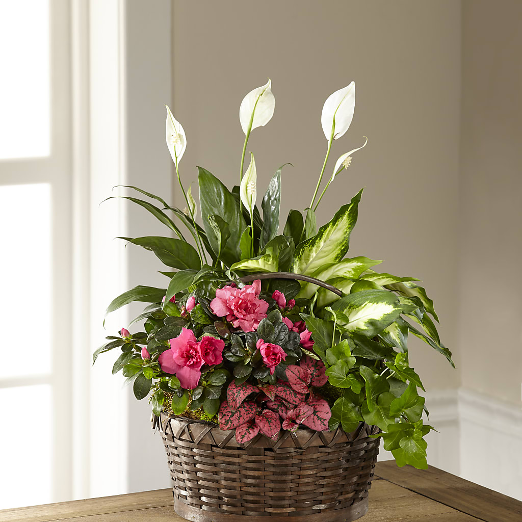 Dream in Pink Dishgarden – THE FLOWER PLACE, Bradenton FL