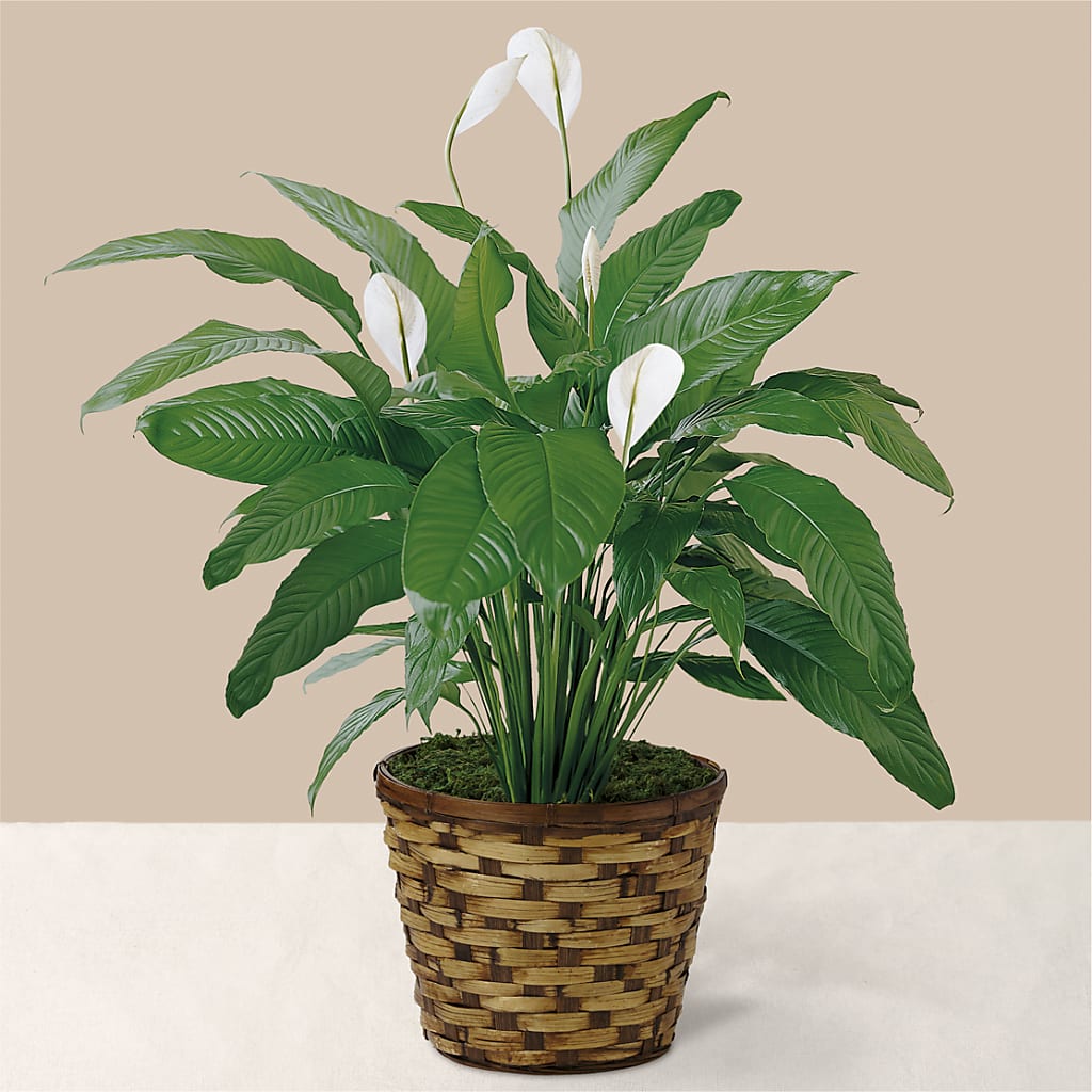Tranquil Moments Peace Lily Plant – The Flower Place, Bradenton FL