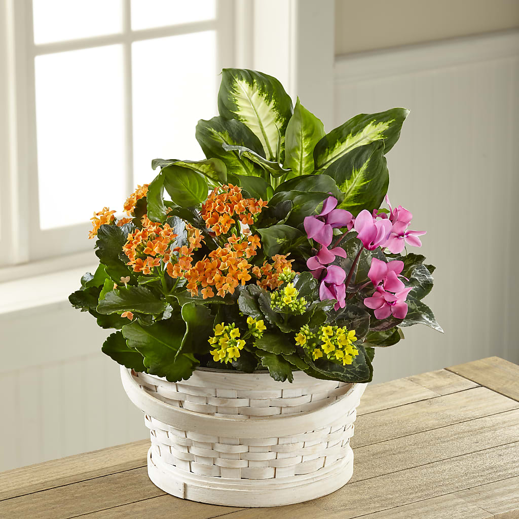 Color Crush Dishgarden – THE FLOWER PLACE, Bradenton FL