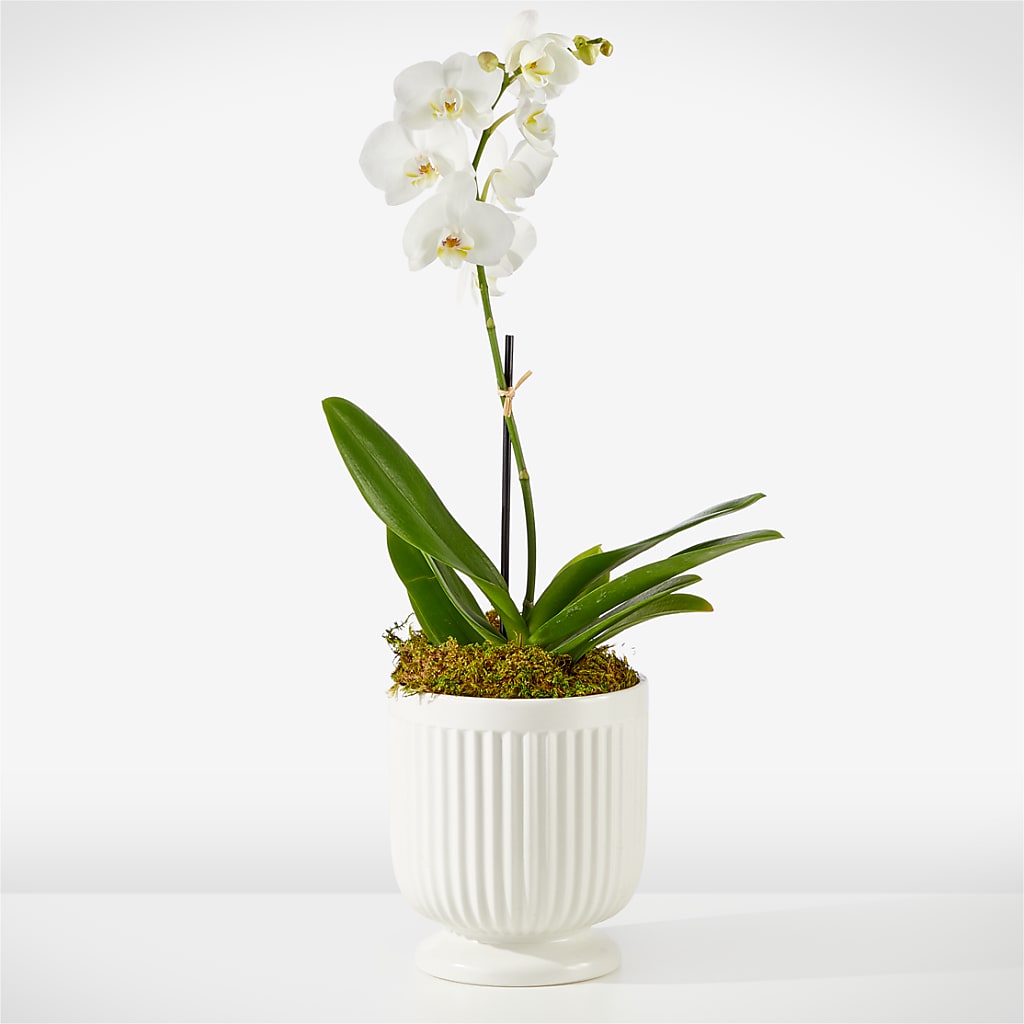 Whispering White Orchid – THE FLOWER PLACE, Bradenton FL