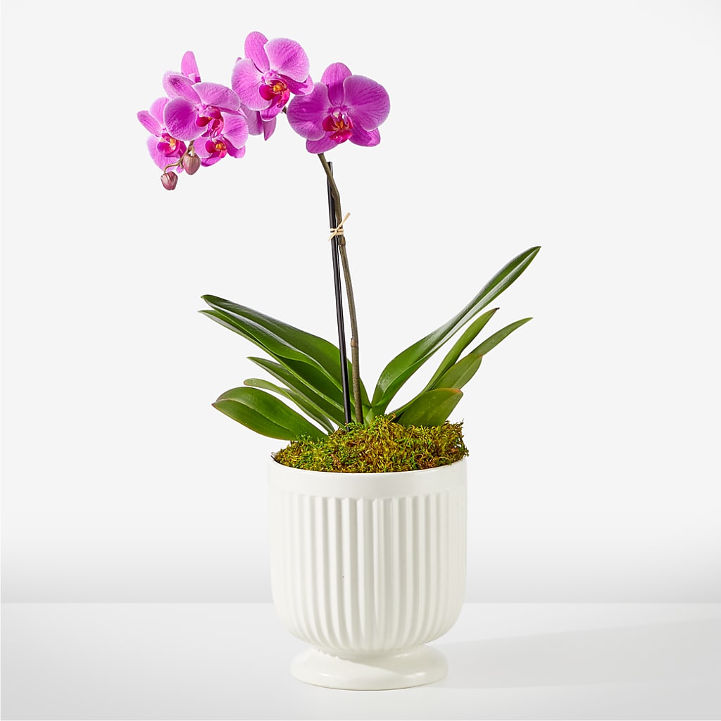 Friendly Fuchsia Orchid – THE FLOWER PLACE, Bradenton FL