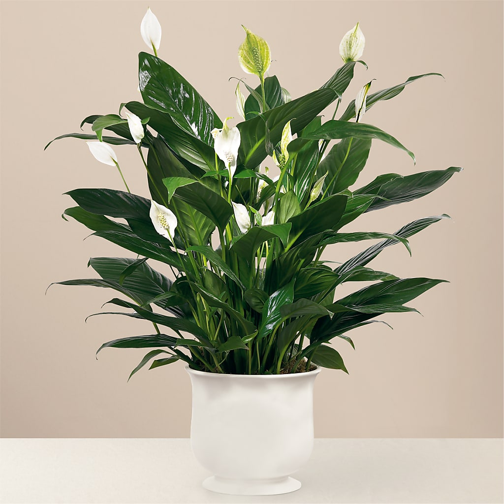 Comfort Planter – The Flower Place, Bradenton FL