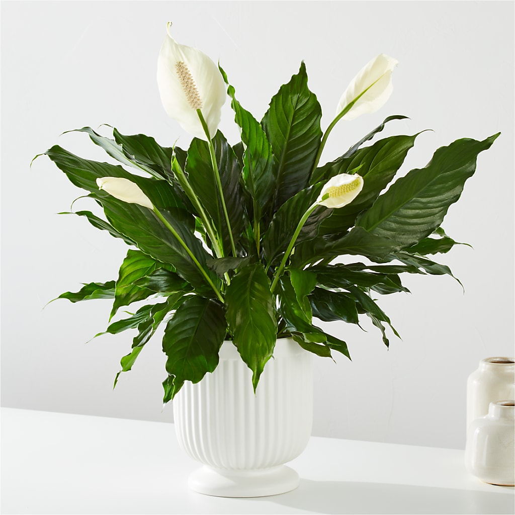 Comfort Planter – King Wholesale Flowers Co, Bradenton FL