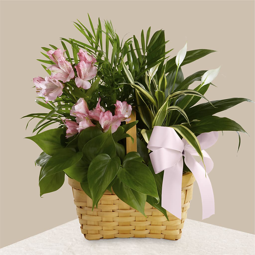 Living Spirit Dishgarden – The Flower Place, Bradenton FL