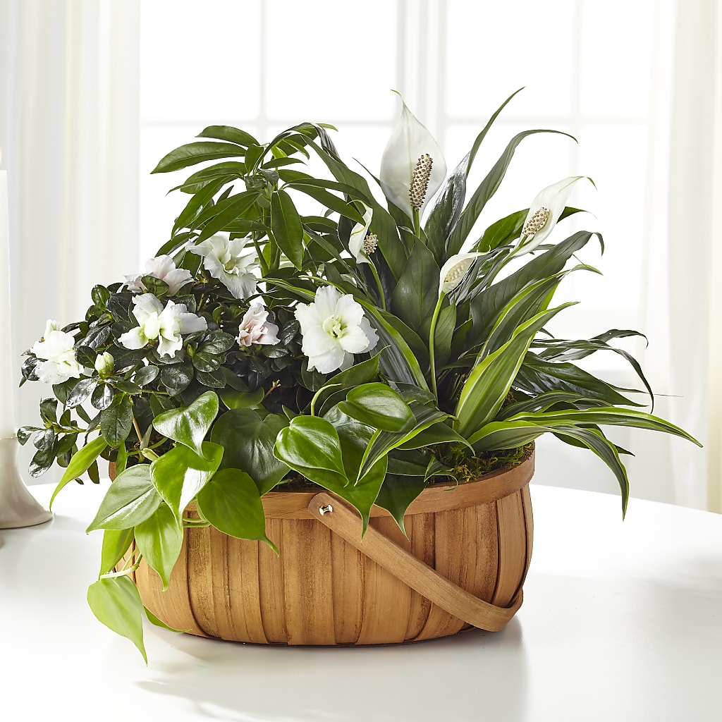 Serene Dishgarden – THE FLOWER PLACE, Bradenton FL