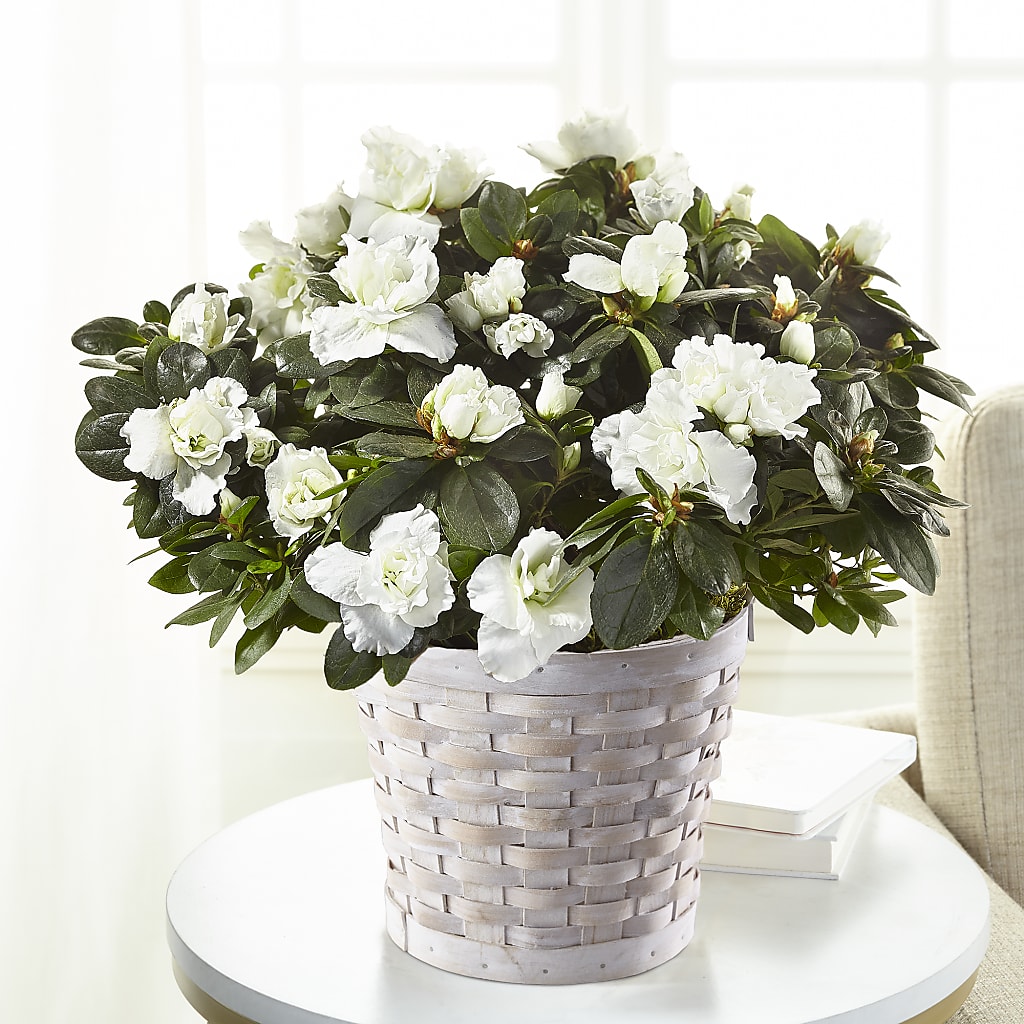 White Azalea Plant – The Flower Place, Bradenton FL