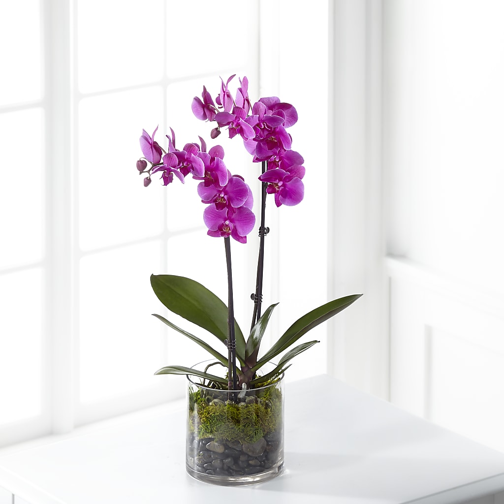 Pink Orchid Plant – The Flower Place, Bradenton FL