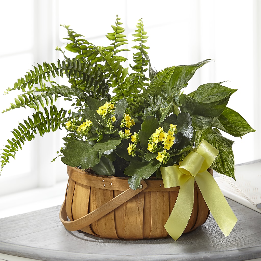 Always Dear Dishgarden – The Flower Place, Bradenton FL