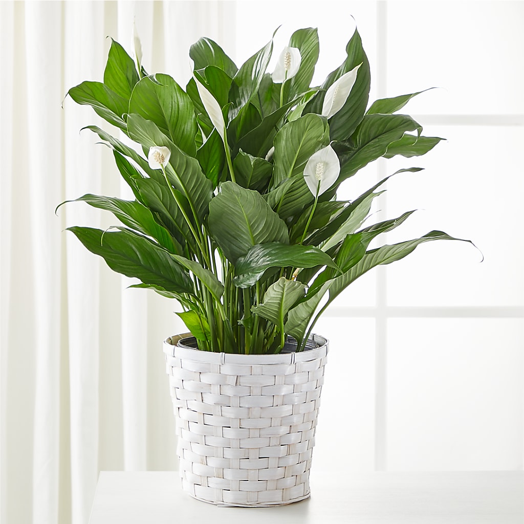 A New Leaf Peace Lily – The Flower Place, Bradenton FL