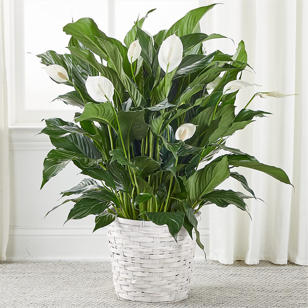 A New Leaf Peace Lily – The Flower Place, Bradenton FL