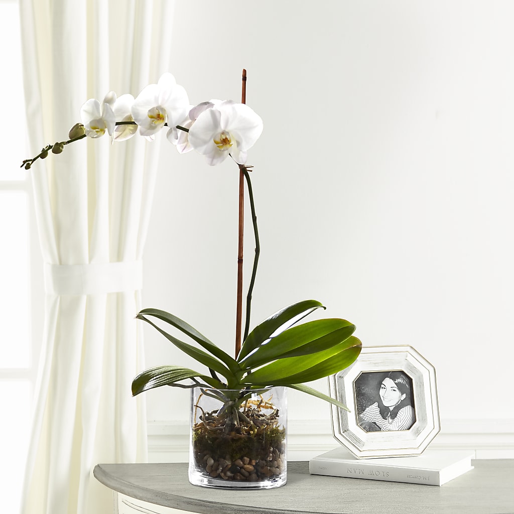 White Orchid Planter – THE FLOWER PLACE, Bradenton FL
