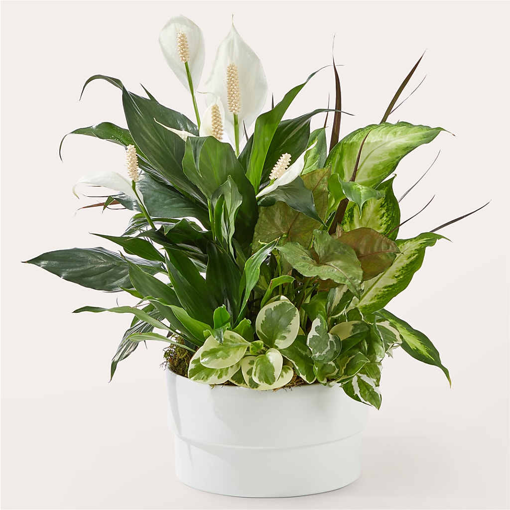 Radiating Positivity Dishgarden – The Flower Place, Bradenton FL