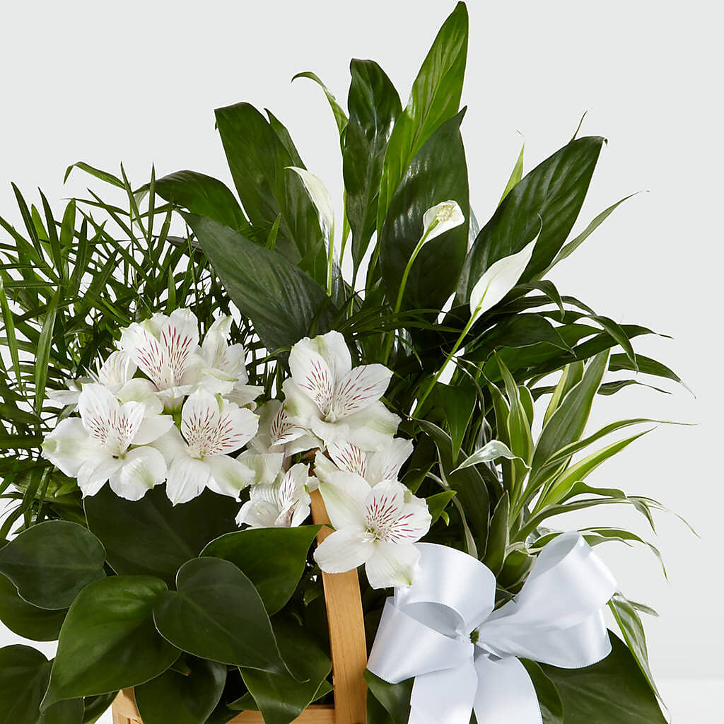 Peace & Serenity Dishgarden –  King Wholesale Flowers Co, Bradenton FL