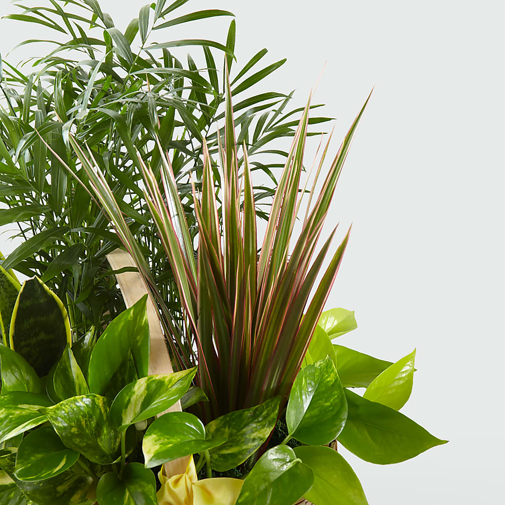 French Garden –  King Wholesale Flowers Co, Bradenton FL