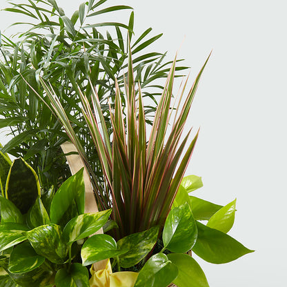 French Garden –  King Wholesale Flowers Co, Bradenton FL