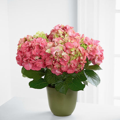 Pink Hydrangea Planter – THE FLOWER PLACE, Bradenton FL