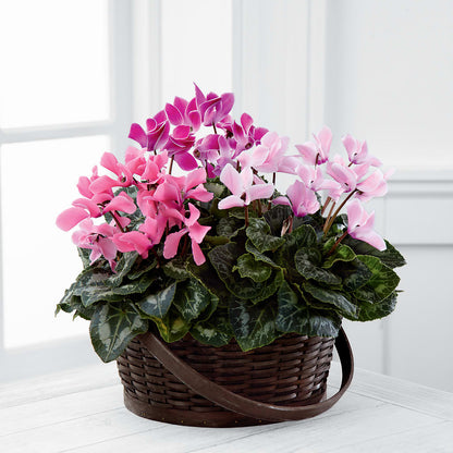 Mixed Cyclamen Planter – THE FLOWER PLACE, Bradenton FL