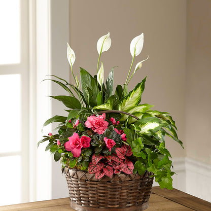 Dream in Pink Dishgarden – THE FLOWER PLACE, Bradenton FL