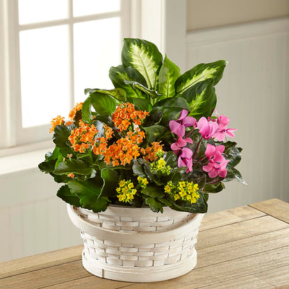 Color Crush Dishgarden – THE FLOWER PLACE, Bradenton FL