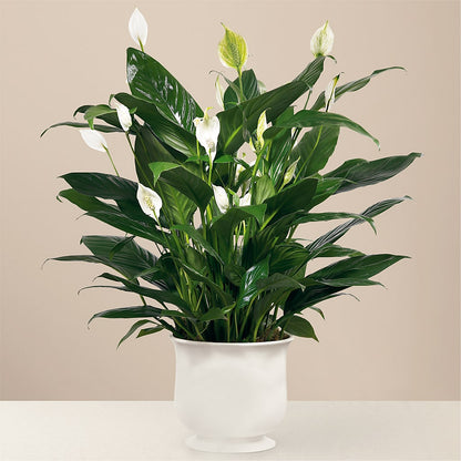 Comfort Planter – THE FLOWER PLACE, Bradenton FL