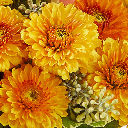 Peachy Pumpkin –  King Wholesale Flowers Co, Bradenton FL