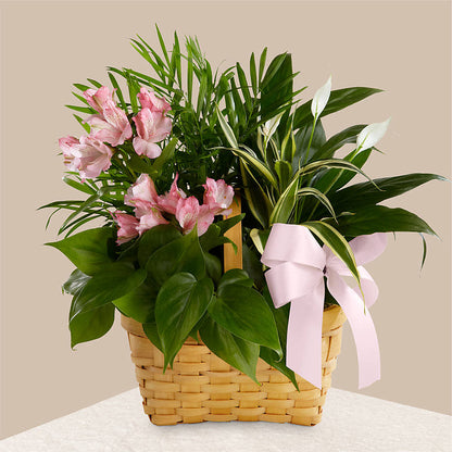 Living Spirit Dishgarden –  King Wholesale Flowers Co, Bradenton FL