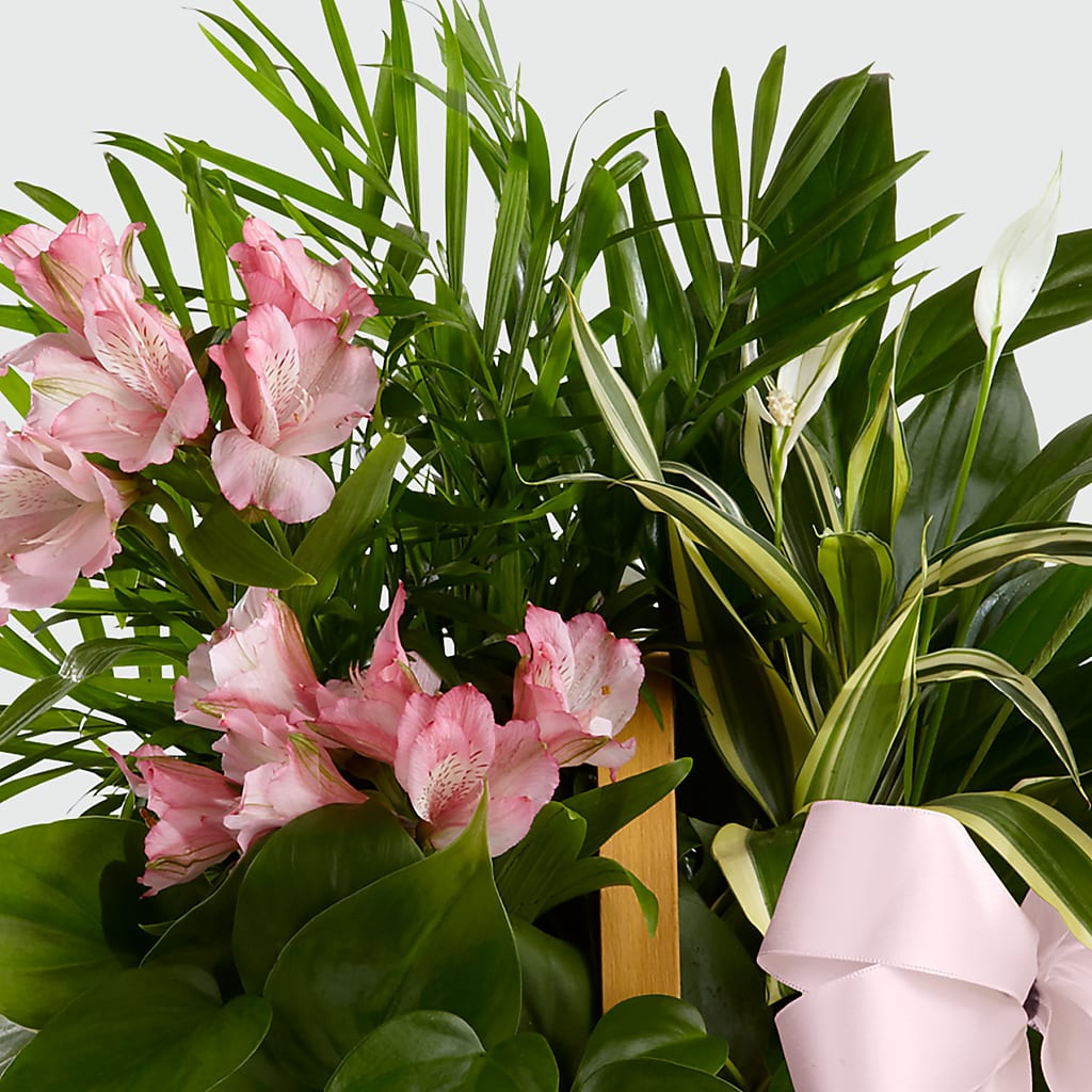Living Spirit Dishgarden –  King Wholesale Flowers Co, Bradenton FL