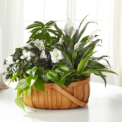 Serene Dishgarden – THE FLOWER PLACE, Bradenton FL