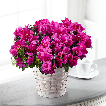 Hope & Serenity Azalea Plant – THE FLOWER PLACE, Bradenton FL