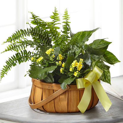 Always Dear Dishgarden – THE FLOWER PLACE, Bradenton FL