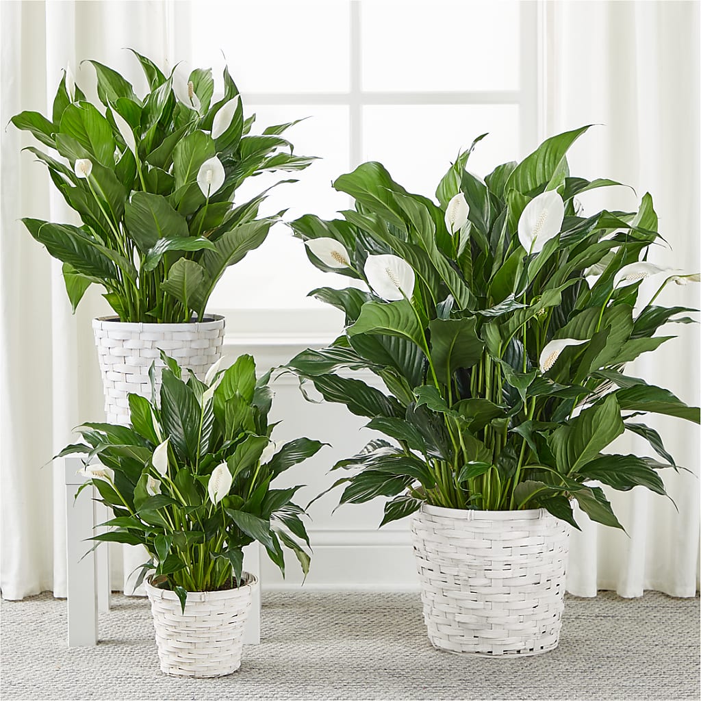 A New Leaf Peace Lily –  King Wholesale Flowers Co, Bradenton FL