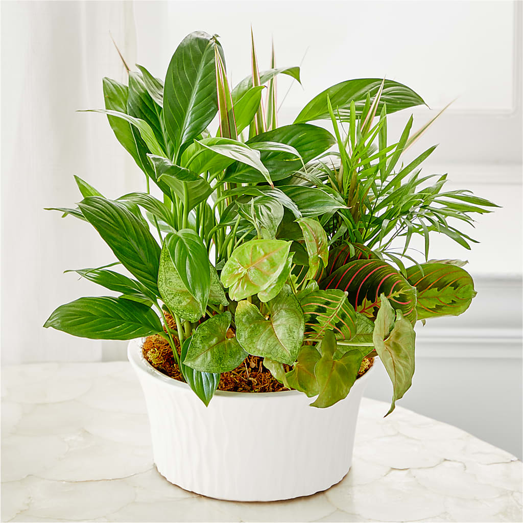 Balance & Harmony Dishgarden –  King Wholesale Flowers Co, Bradenton FL
