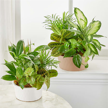 Balance & Harmony Dishgarden –  King Wholesale Flowers Co, Bradenton FL