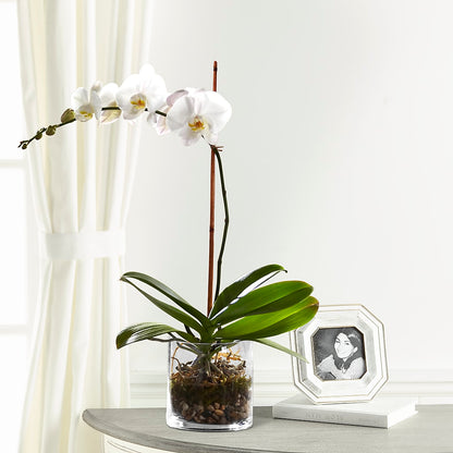 White Orchid Planter – THE FLOWER PLACE, Bradenton FL