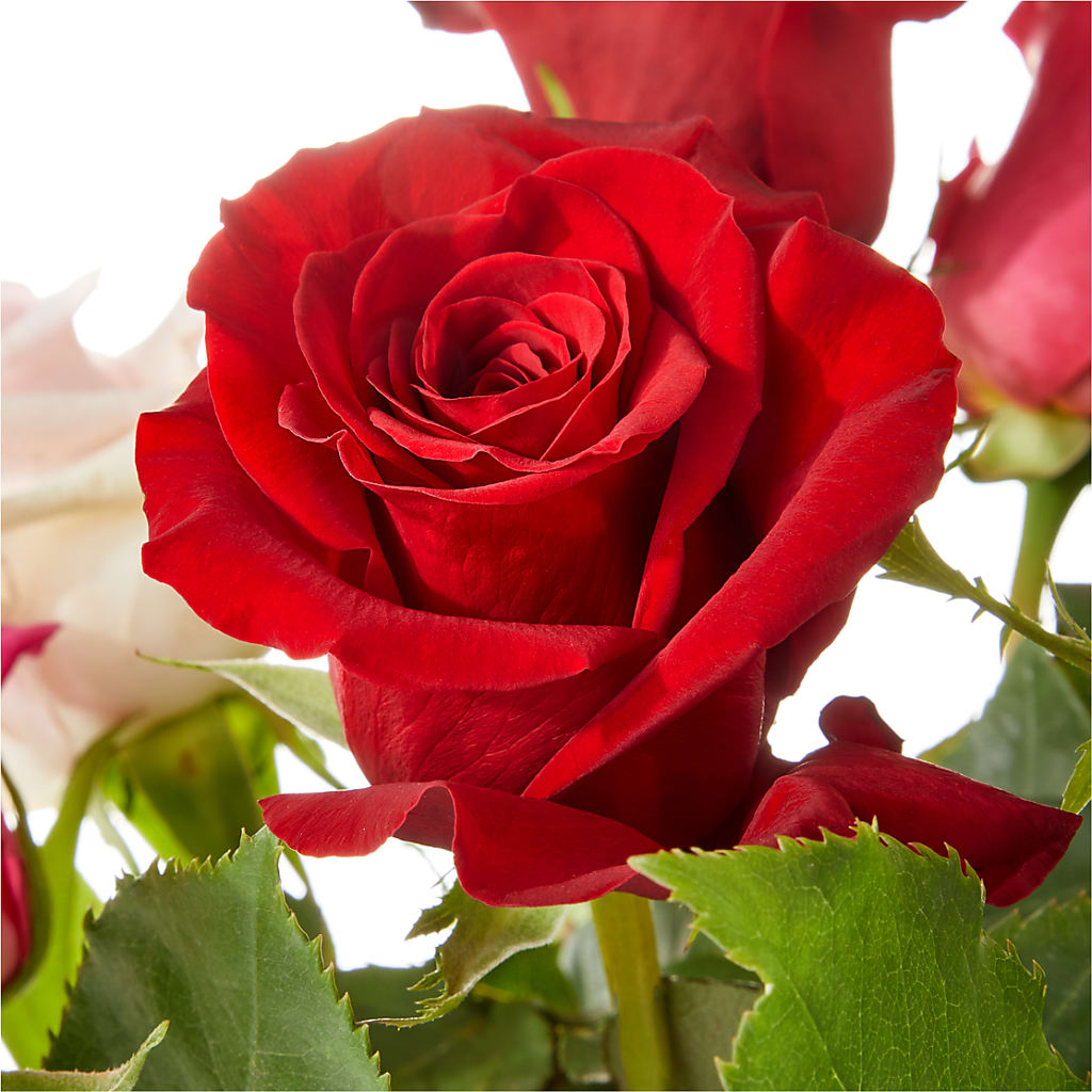 Love Notes Rose Bouquet –  King Wholesale Flowers Co, Bradenton FL